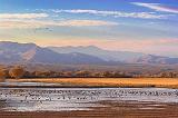 Flooded Field_72746